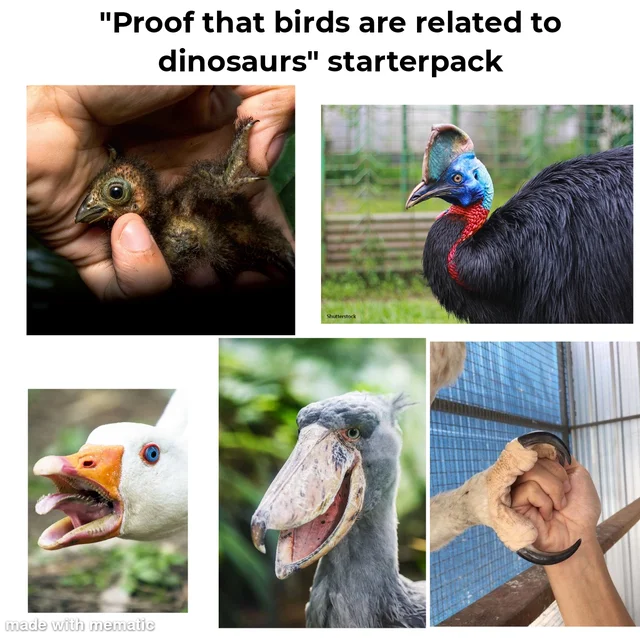 A meme about birds being dinosaurs